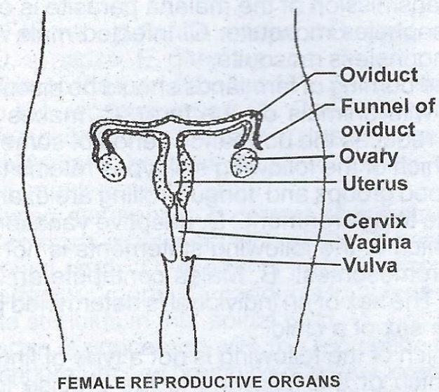 Female Reproductive System